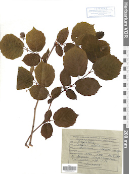 VOR 0025014