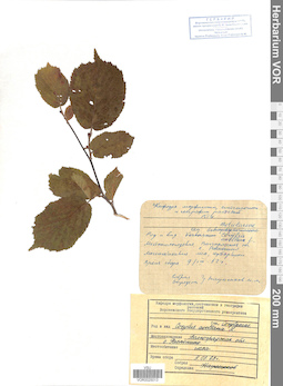 VOR 0025013