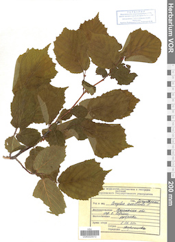 VOR 0025012
