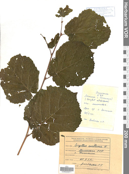 VOR 0025011