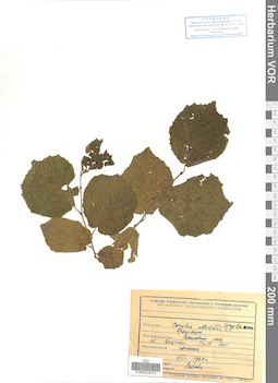 VOR 0025010