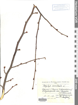 VOR 0025008