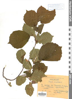 VOR 0025007