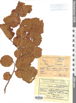 VOR 0025006