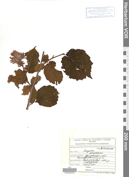 VOR 0025004