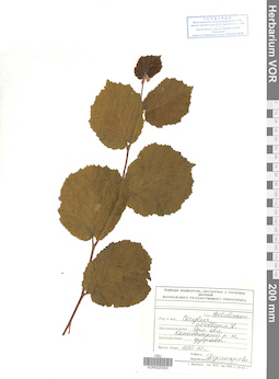 VOR 0025003