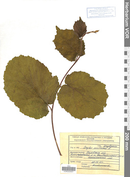 VOR 0025001