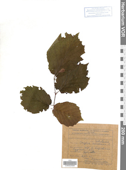 VOR 0024998