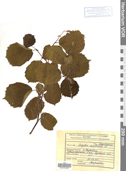 VOR 0024997