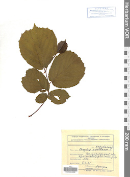 VOR 0024996