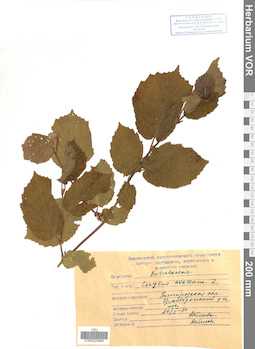 VOR 0024995