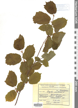 VOR 0024994
