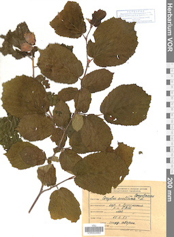 VOR 0024993