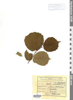 VOR 0024992