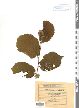 VOR 0024991