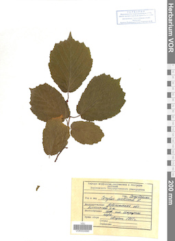 VOR 0024990