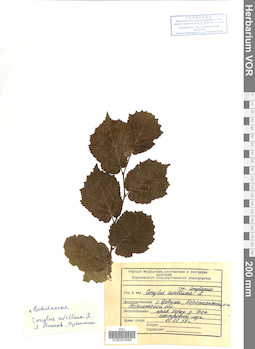 VOR 0024989