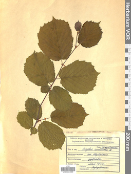 VOR 0024988