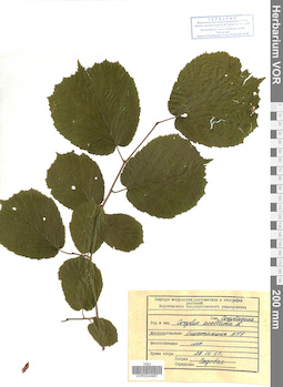VOR 0024987