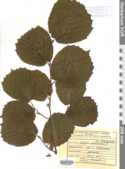 VOR 0024986