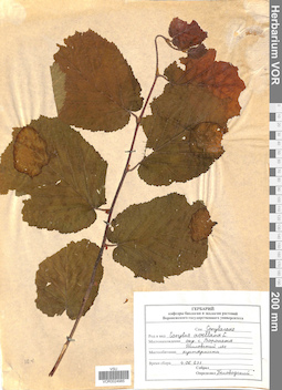 VOR 0024985