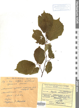 VOR 0024984