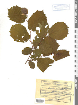 VOR 0024983