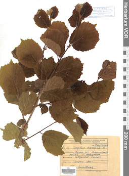 VOR 0024982
