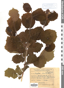 VOR 0024981
