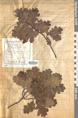 VOR 0026138