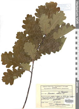 VOR 0026135