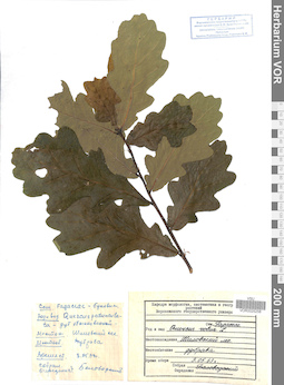 VOR 0025258