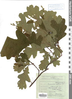 VOR 0025254
