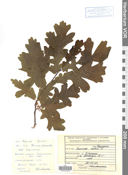 VOR 0025250