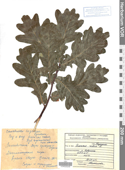 VOR 0025249