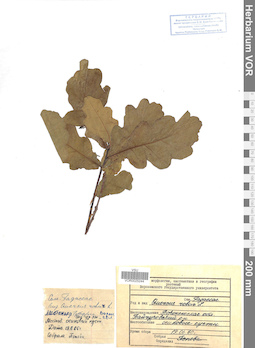 VOR 0025244