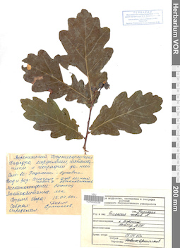 VOR 0025239