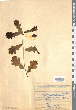 VOR 0025219