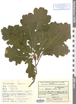 VOR 0025212