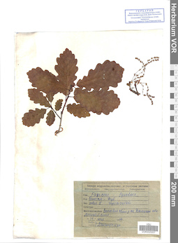 VOR 0025207