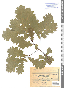 VOR 0025206