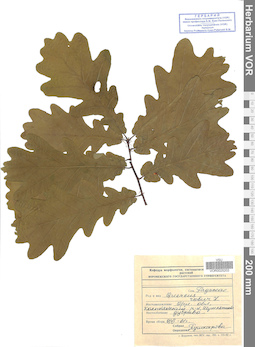 VOR 0025202