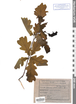 VOR 0025198