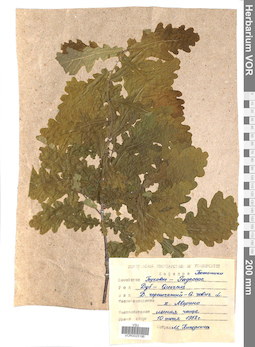 VOR 0025196