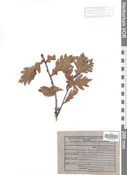 VOR 0025187