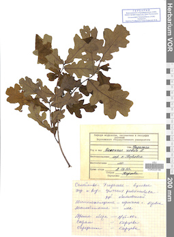 VOR 0025186