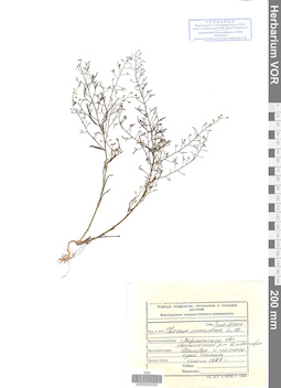 VOR 0024205