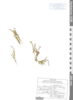 VOR 0024204