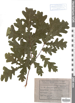 VOR 0025177