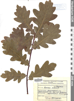 VOR 0025176